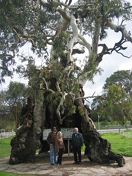 Herbigs Tree