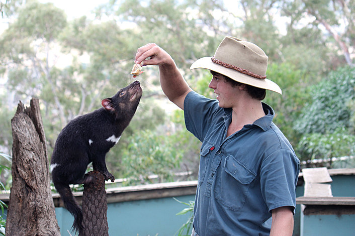 Bonorong Wildlife Park, Mt Wellington Summit & Tasmanian Devils Day