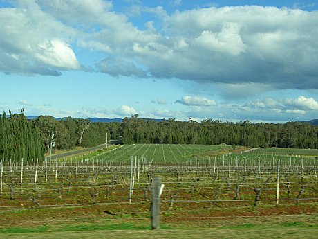 Hunter Valley Vines