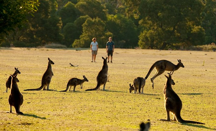 Wild kangaroos are plentiful and close-up sightings are guaranteed