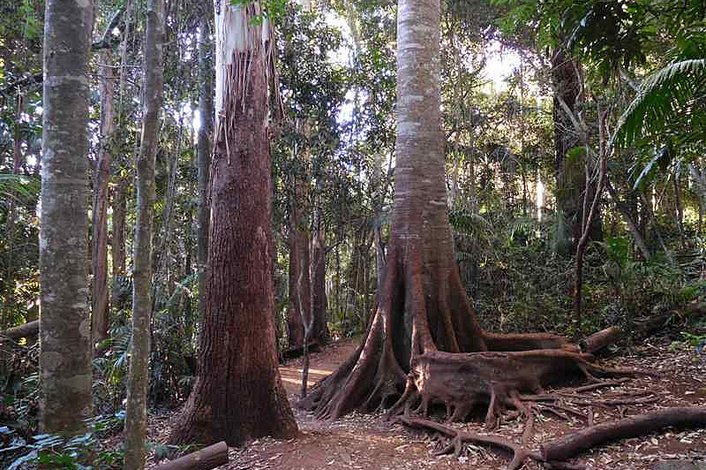 Mt Tamborine rainforest walk