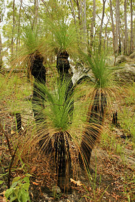 GRASS TREE'S IN THE SAVANNAH COUNTRY