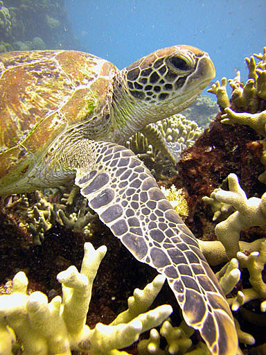 Turtle exploring the surrounding reef