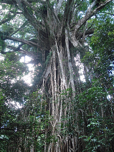 The amazing Cathedral Fig Tree