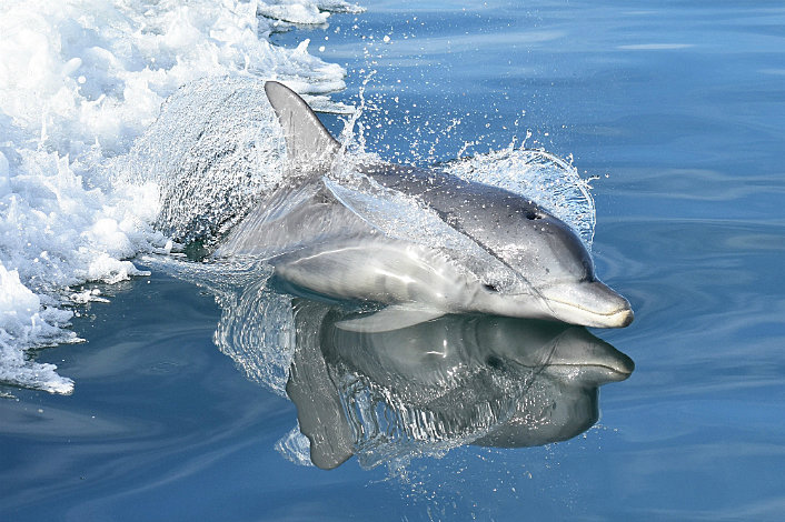 mandurah-coast-with-dolphin-adventure-cruise-tours-to-go
