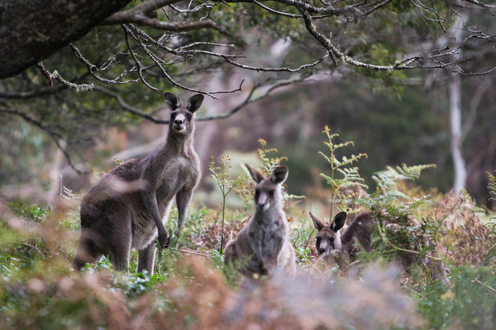  Blue Mountains - Kangaroos in the wild, Destination NSW