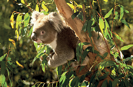 Koalas at healesville Santuary