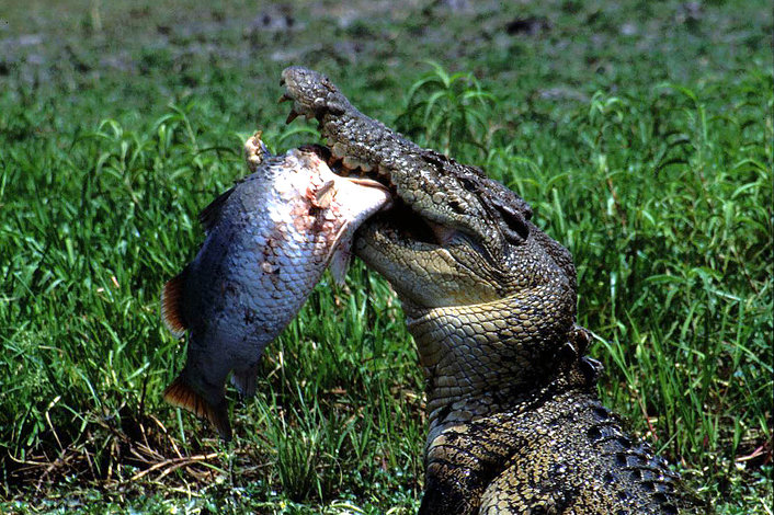 Lunch time for this croc