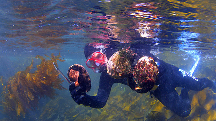 Snorkelling for Abalone 