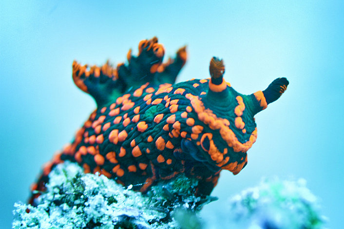 Sea cucumbers come in all kinds of colours