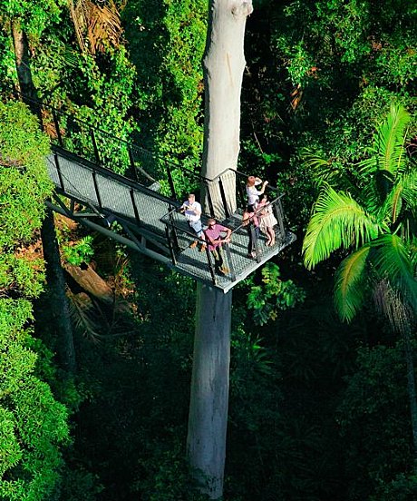 Skywalk Rainforest Walk (option)
