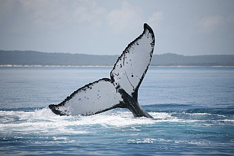 Beautiful Whale Tail