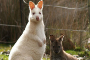 bennett's White Wallaby Bruny Island