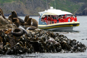 seals on a rock at Bruny Island Tasmania