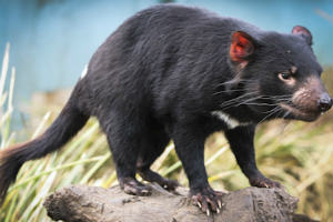 Tasmanian Devil