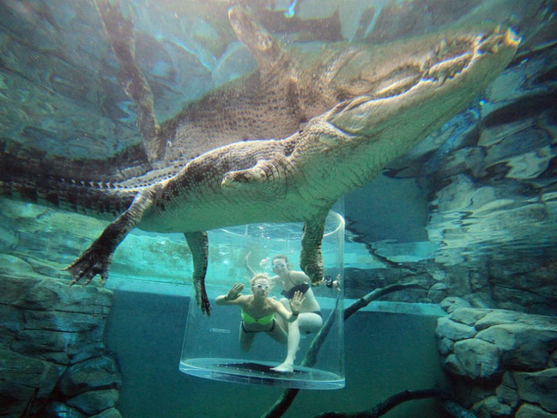 Two swimmers in a tank with a crocodile