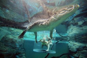 Two swimmers in a cage in a pool with a crocodile