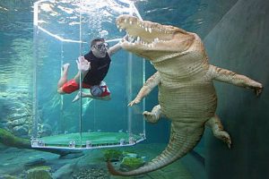 Swimming with a crocodile