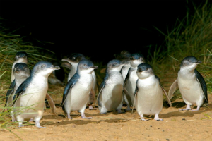 Fairy Penguins at Phillip Island victoria