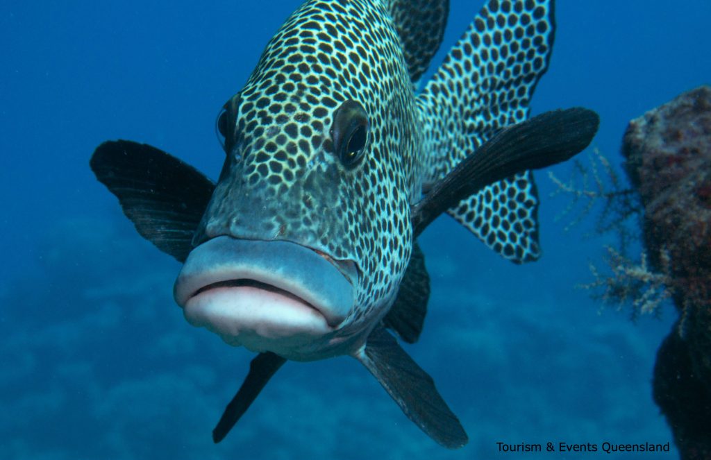 Large spotted Maori Wrasse