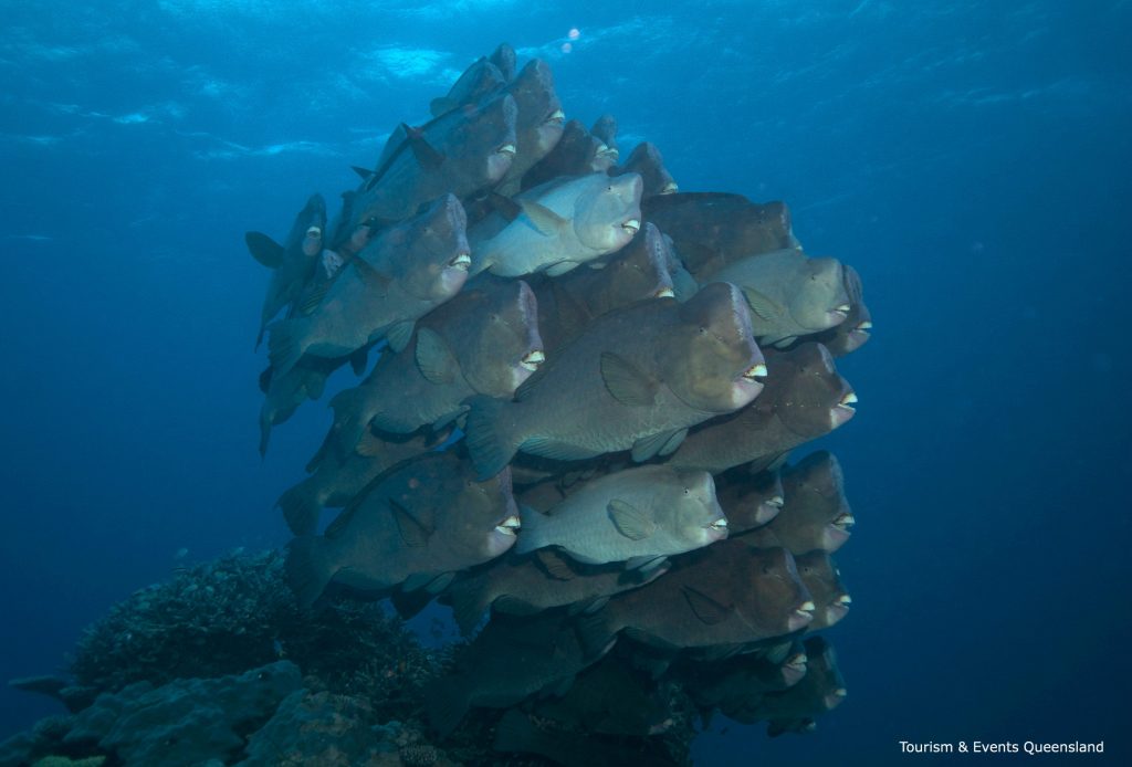 schoo; of reef fish swimming in the sea