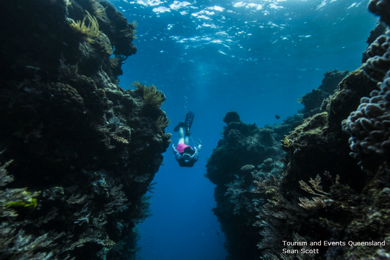 A snorkeller swimming down between two coral bommies Fitzroy Island