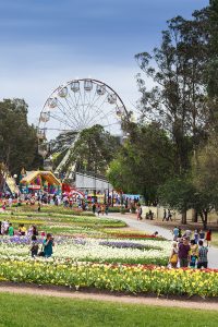Image of beautiful flowers with a ferris wheel