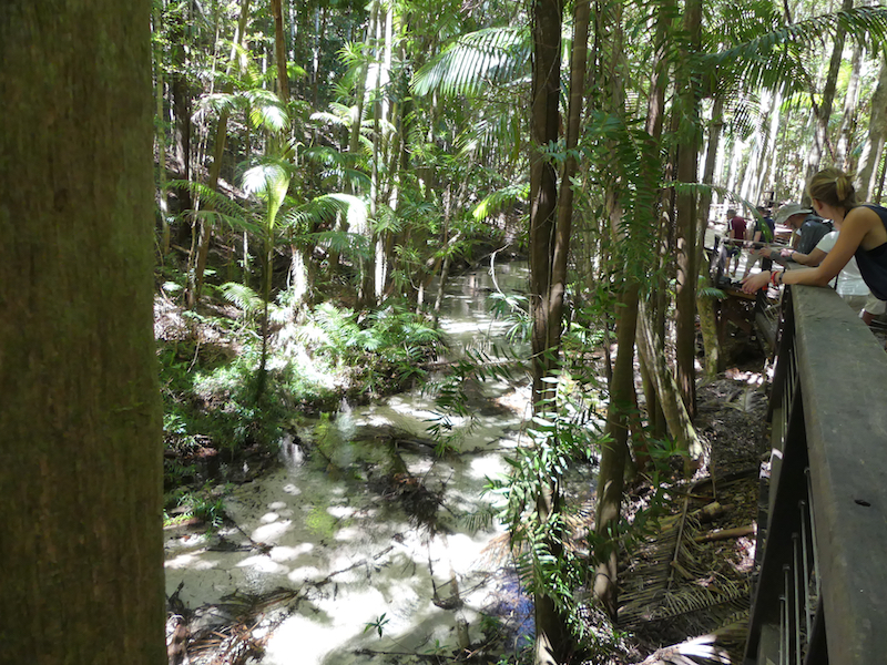 Rainforest at Central Station Walking along the boardwalk next to Wanggoolba Creek