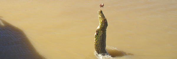 crocodile jumping out of the water near Darwin