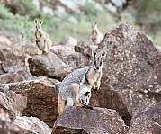 5 Day Flinders Ranges & Outback Inc Arkaroola (4nts Standard Motel Unit - Solo Traveller)