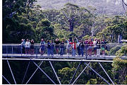 Tree Top Walk