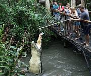 Hartleys - Big Croc Experience with transfers from Palm Cove 
