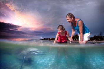 Dolphin feeding