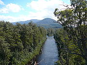 Huon Valley and Tree Tops Walk (Full Day)