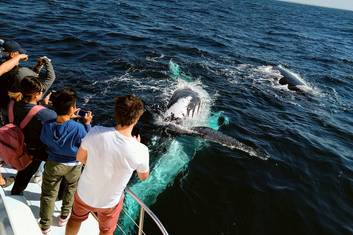 Whale Watching & Gold Coast Canal Cruise
