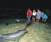 Wild Dolphin Feeding