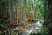 Mt Tamborine rainforest & creek