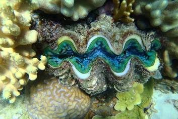 Amazing Marine Life and Corals