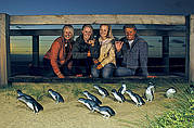 AAT Kings Phillip Island - Penguins, Koalas & Wildlife (K10)