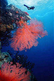 Gorgonian Fans, Coral Sea