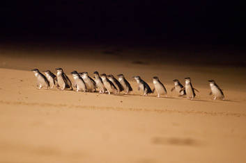 Little Penguins on Parade