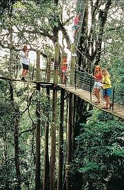 Tree top Walk amidst the rainforest canopy