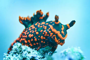 Weird but cute sea cucmbers.