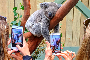 Koala close-ups