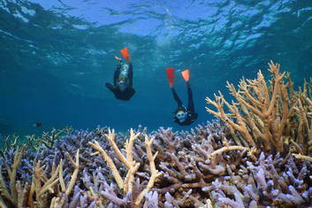 Snorkel 3 different Agincourt Reef sites