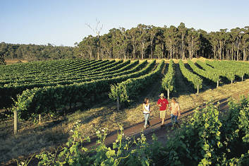 Explore a winery