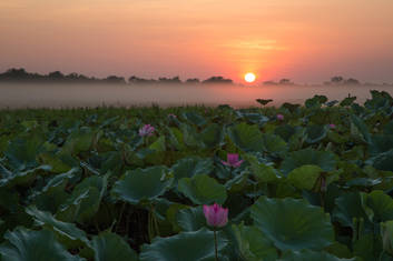 Corroboree Billabong Wetland Cruises - 2 hour sunrise cruise