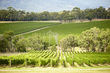 Discover The Yarra Valley Wineries