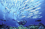 Coral Sea Diving