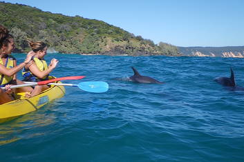 Wild Dolphins kayaking